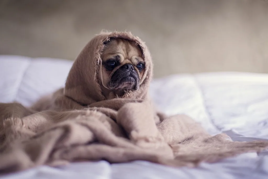 Pug Covered With Brown Cloth